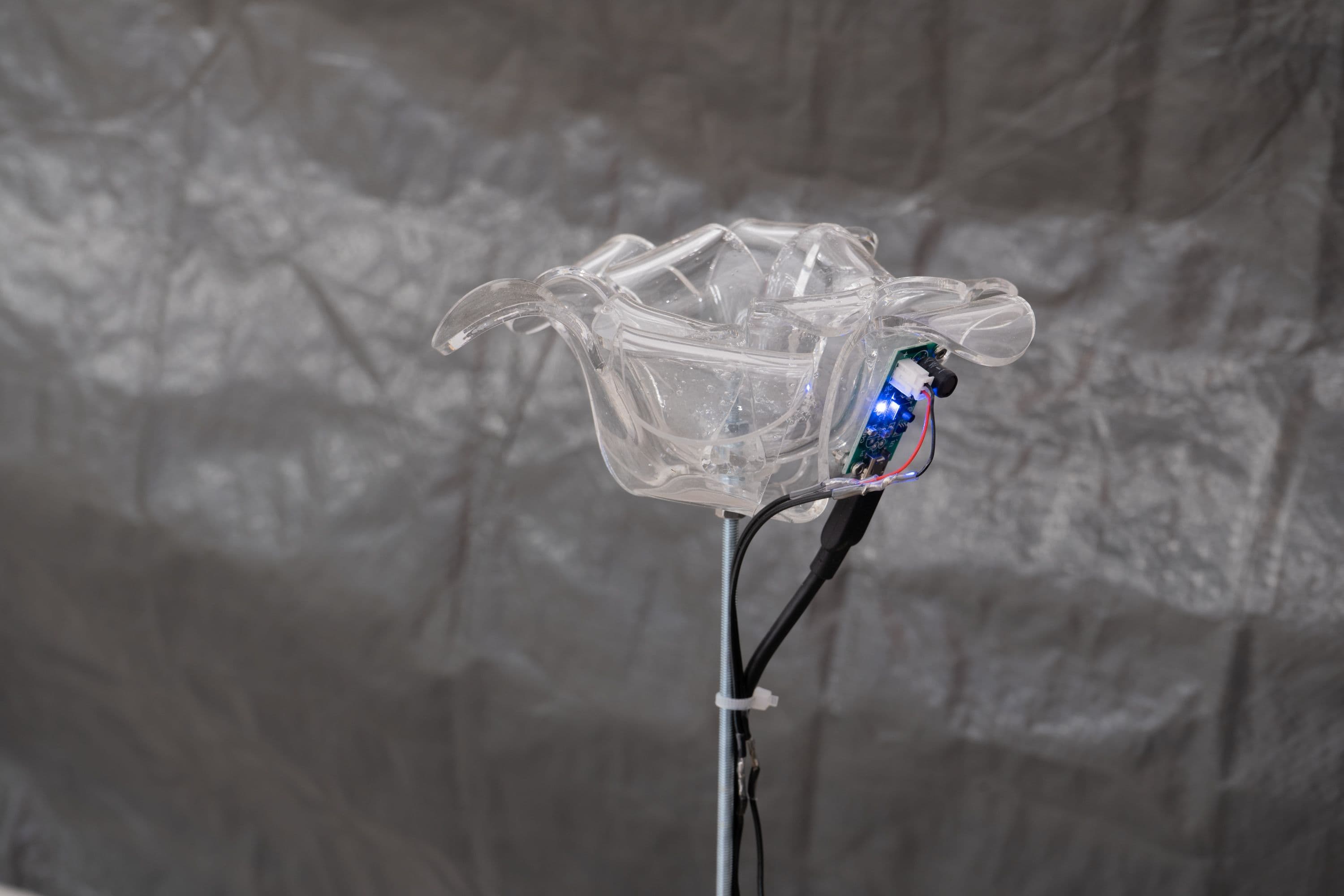 La Biennale @ Rinde am Rhein